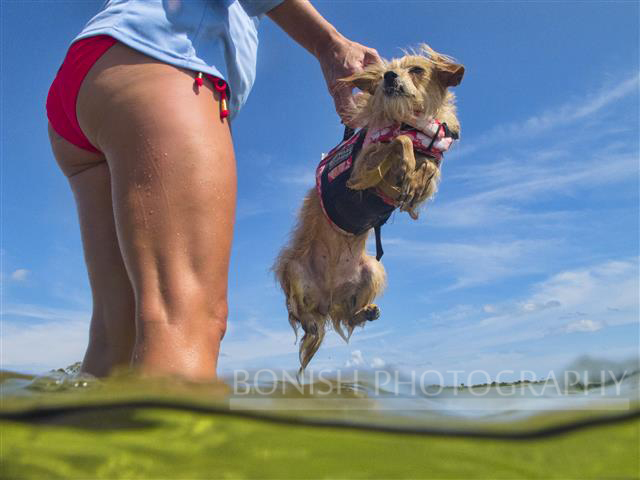 Outward hound Lifejacket, Dog, Bikini, Water, Bonish Photography