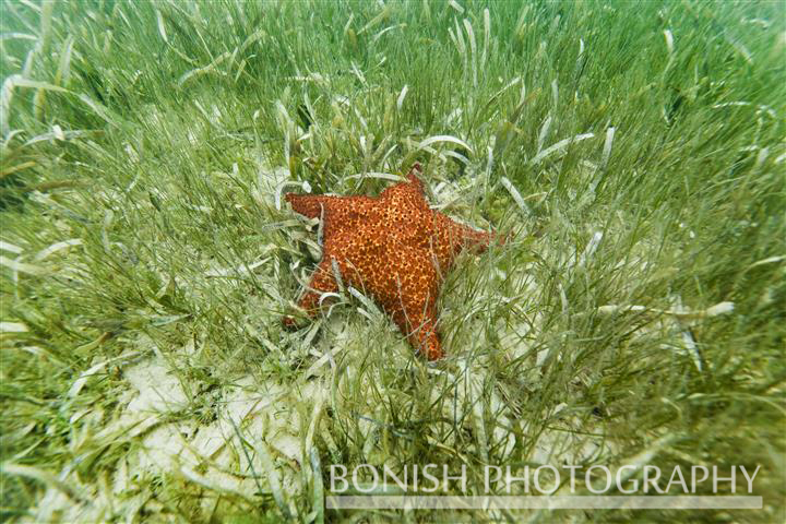 Seagrass, Starfish, Underwater Photography, Bonish Photography