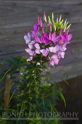 Catspaw, Flower, Bloom, Rockport, Bonish Photography