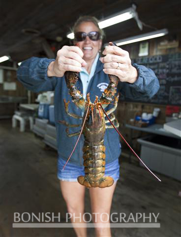 Lobster, Cindy Bonish, Bonish Photo, Maine