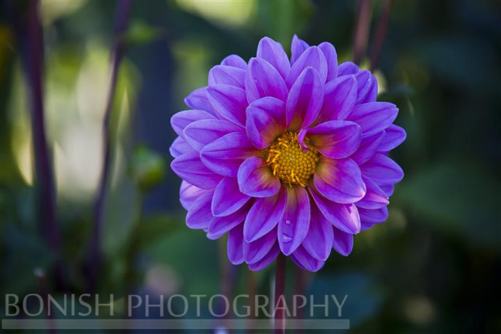 Dahila Bloom, Flower, Purple, Bonish Photography