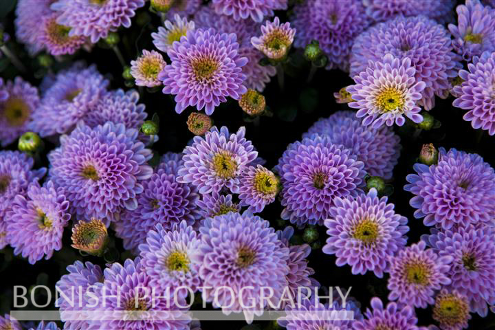 Daisys, Bloom, Flowers, Bonish Photo