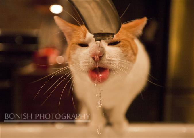 Cat, Drinking, Bonish Photo