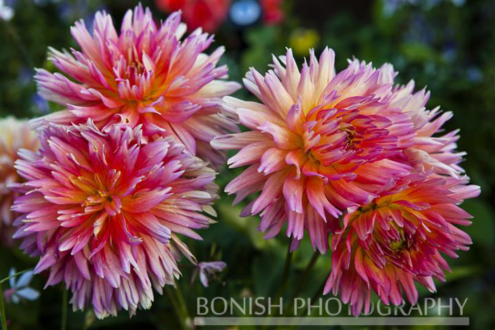 Pink Dahlia, Flowers, Bloom, Bonish Photo