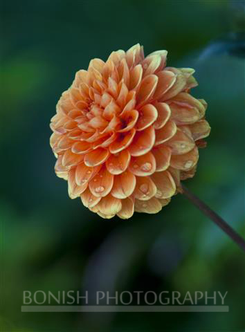 Dahila, Bloom, Flower, Bonish Photography