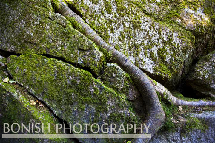 Flume Gorge, New Hampshire, Bonish Photo