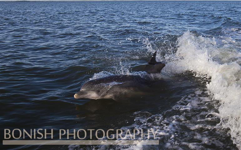 Dolphin, Cedar Key, Bonish Photo