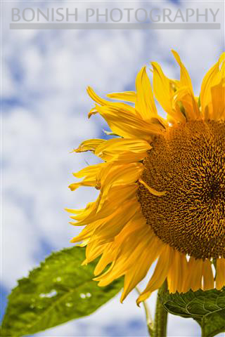 Sunflower, Bonish Photo