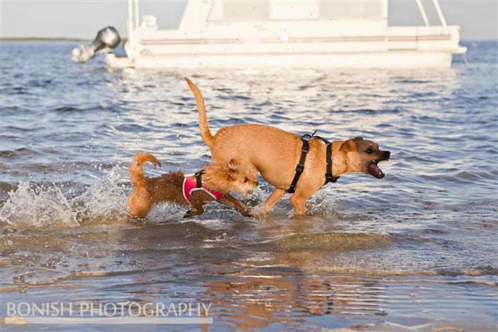 Beach Dogs, Dogs Running, Every Miles A Memory, Travel, Bonish Photo, Trailerable Houseboat