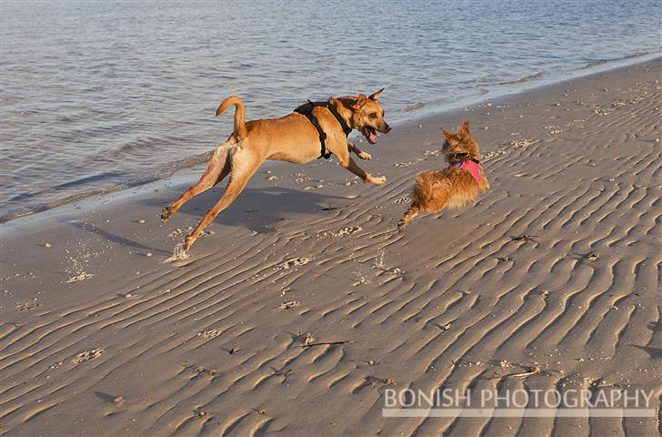 Beach Dogs, Dogs Running, Bonish Photo, Travel, Every Miles A Memory