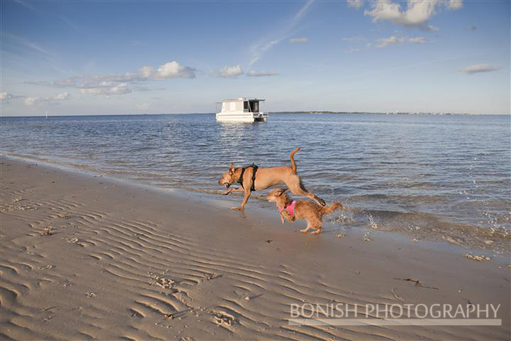 Dogs Running, Beach Dogs, Catamaran Cruiser, Houseboat, Every Miles A Memory, Travel, Bonish Photo, Trailerable Houseboat