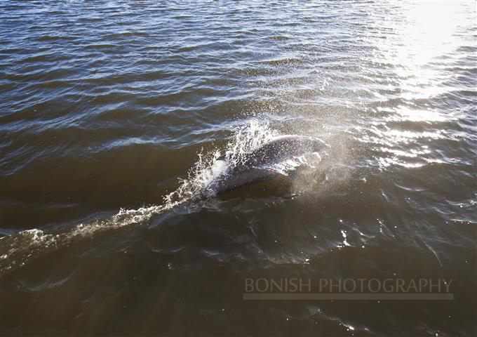Dolphin, Bonish Photo, Every Miles A Memory