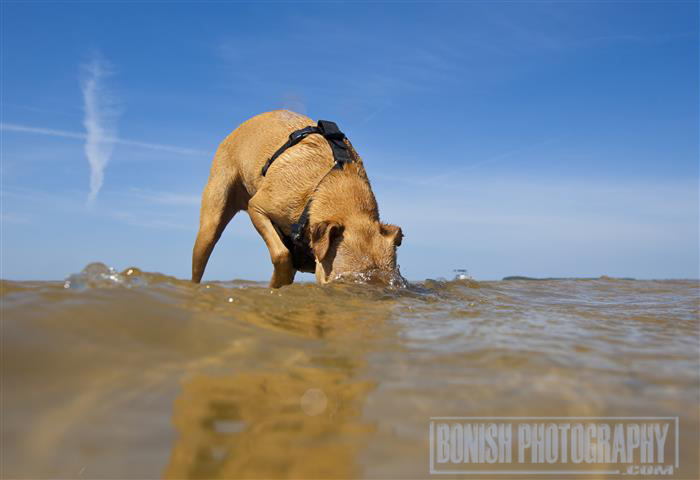 Rescue, Dog, Water, Bonish Photo