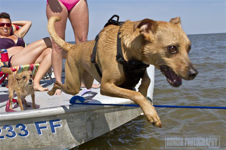 Boat Dog, Rescue, Dog, Water, Cedar Key, Bonish Photo