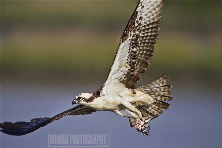 Osprey, Bird Photography, Bonish Photo