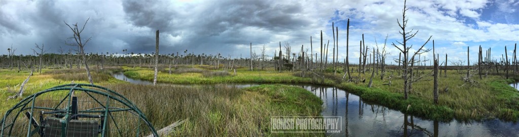 Pano, Airboat, Cedar Key, Marsh