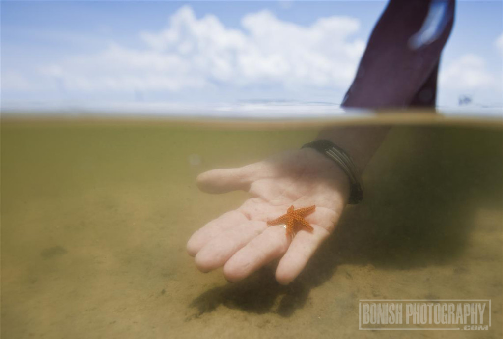 Star Fish, Seahorse Key, Underwater Photo, Bonish Photo