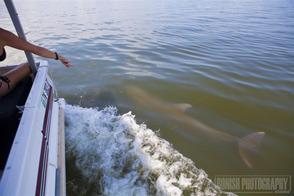 Dolphin, Florida Boating, Bonish Photo, Catamaran Cruiser, Trailerable Houseboat, Cedar Key