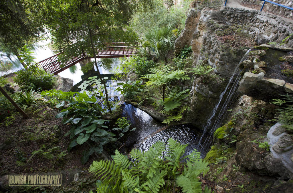 Cedar Lakes Woods & Gardens, Williston, Florida, Every Miles A Memory, Travel, Bonish Photo