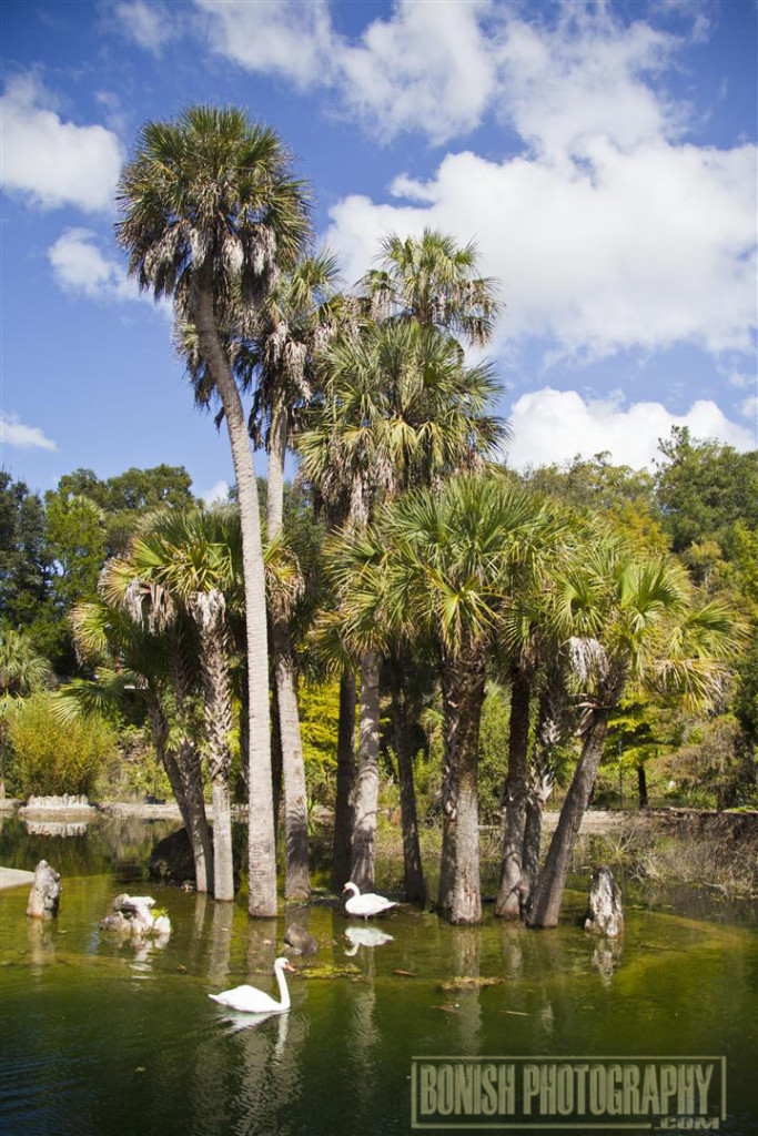 Cedar Lakes Woods & Gardens, Williston, Florida, Every Miles A Memory, Travel, Bonish Photo