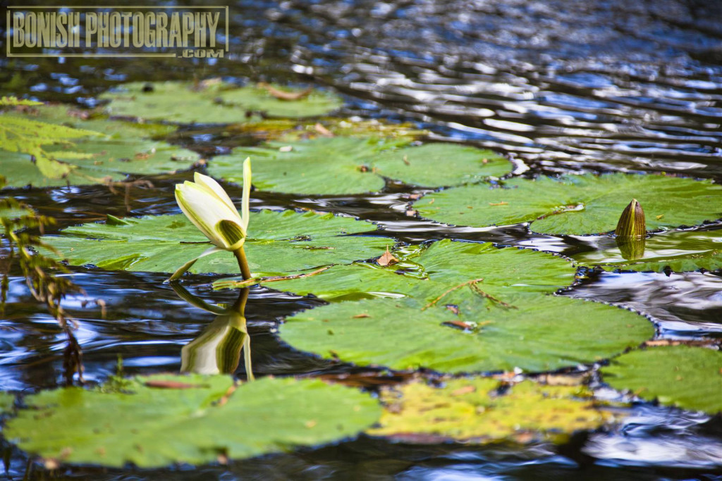 Cedar Lakes Woods & Gardens, Williston, Florida, Every Miles A Memory, Travel, Bonish Photo