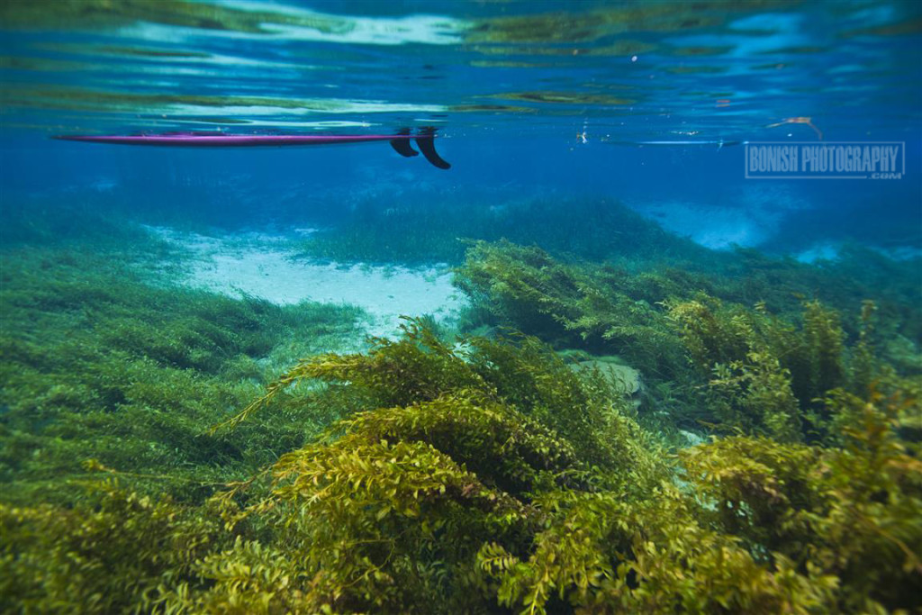 Stand Up Paddleboarding, Bonish Photo, Underwater Photography, Rainbow River, Florida, Every Miles A Memory