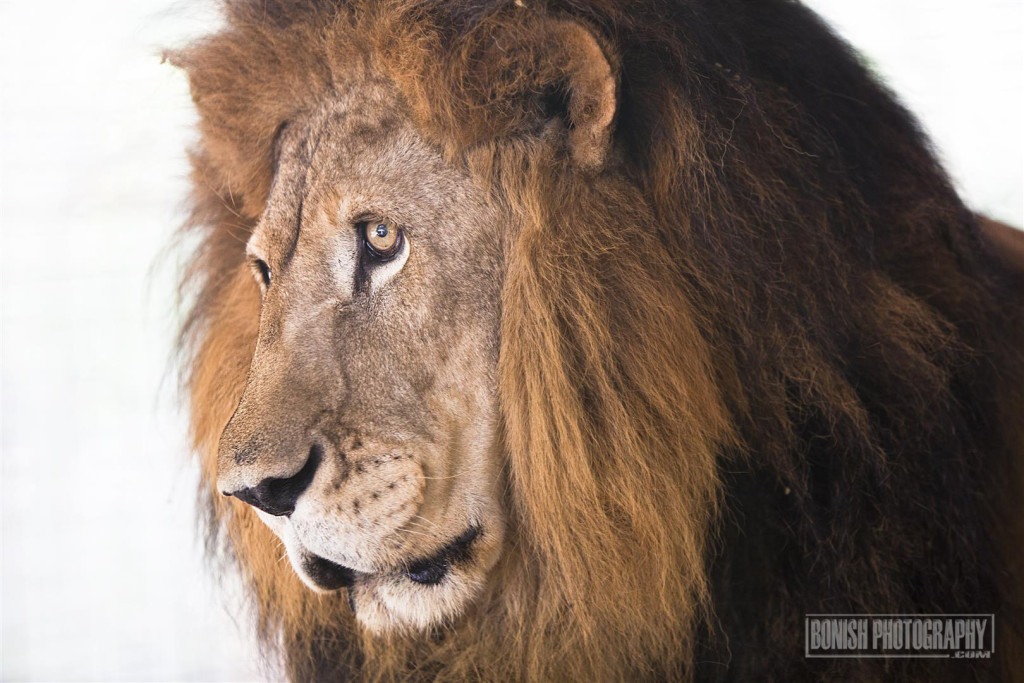 Barbary Lion, Animal Sanctuary, E.A.R.S., Bonish Photo, Rescue Animals