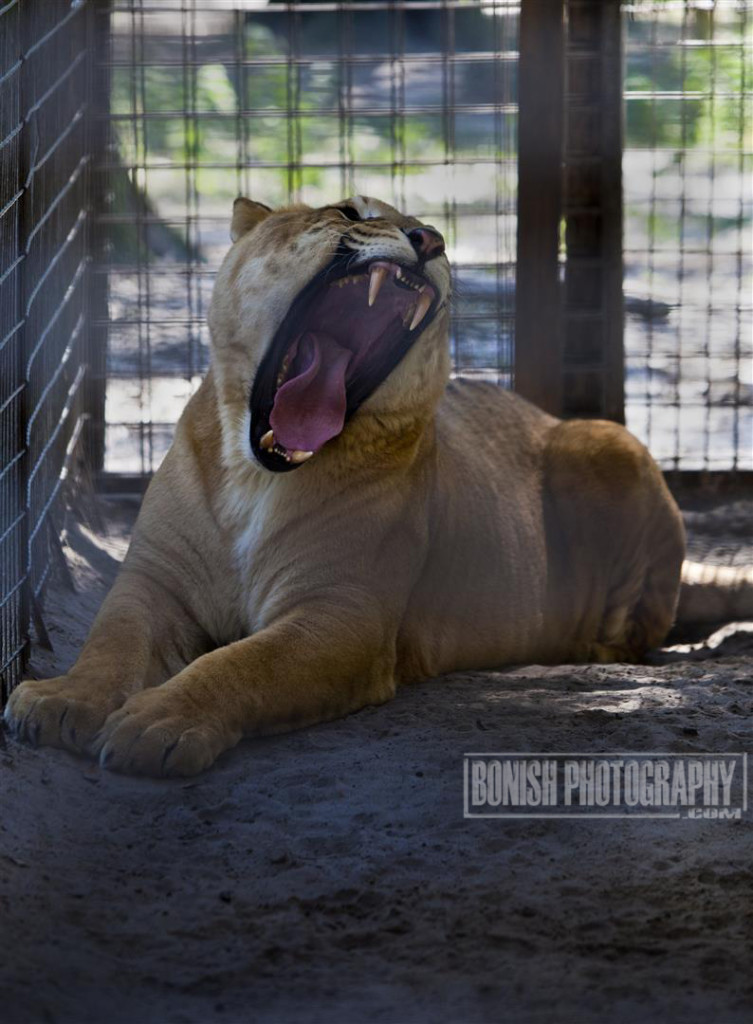 Liger, Animal Rescue, Animal Sanctuary, E.A.R.S., Bonish Photo