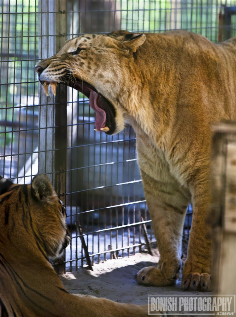 Liger, Tiger, E.A.R.S., Animal Sanctuary, Animal Rescue, Bonish Photo