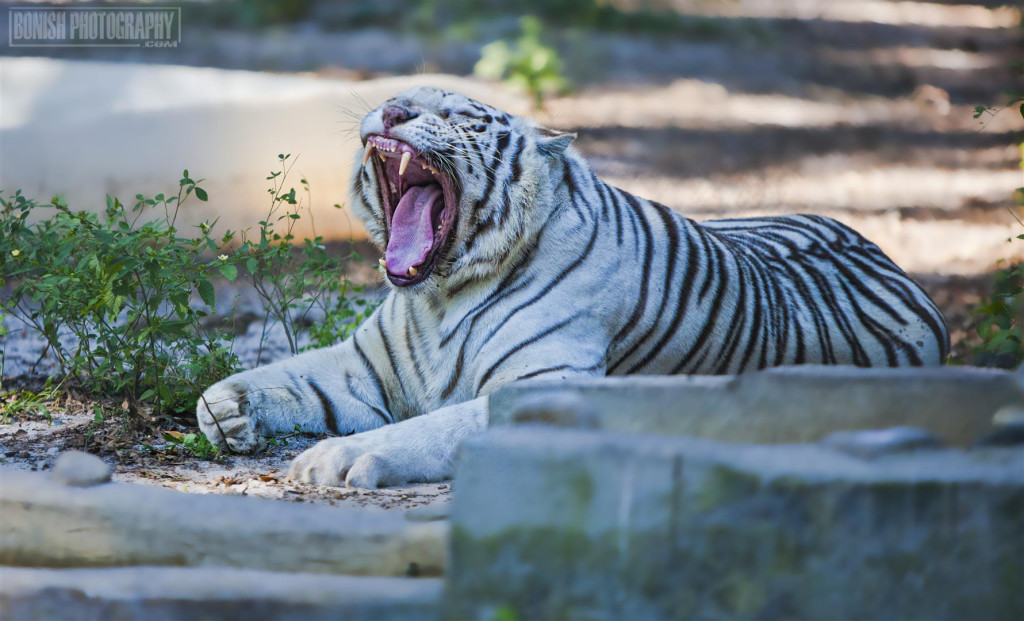 White Tiger, Tiger, E.A.R.S., Animal Rescue, Animal Sanctuary, Bonish Photo