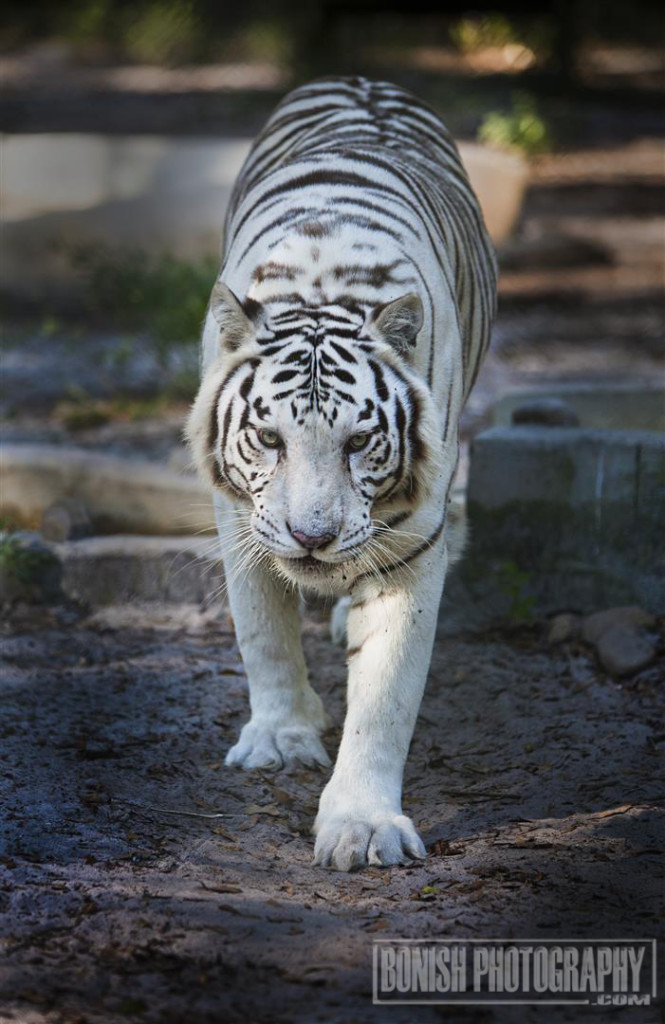 Tiger, White Tiger, Animal Sanctuary, Animal Rescue, E.A.R.S., Bonish Photo