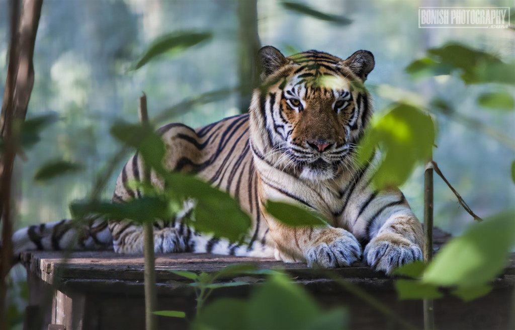 Tiger, E.A.R.S., Animal Sanctuary, Animal Rescue, Big Cat Rescue, Bonish Photo