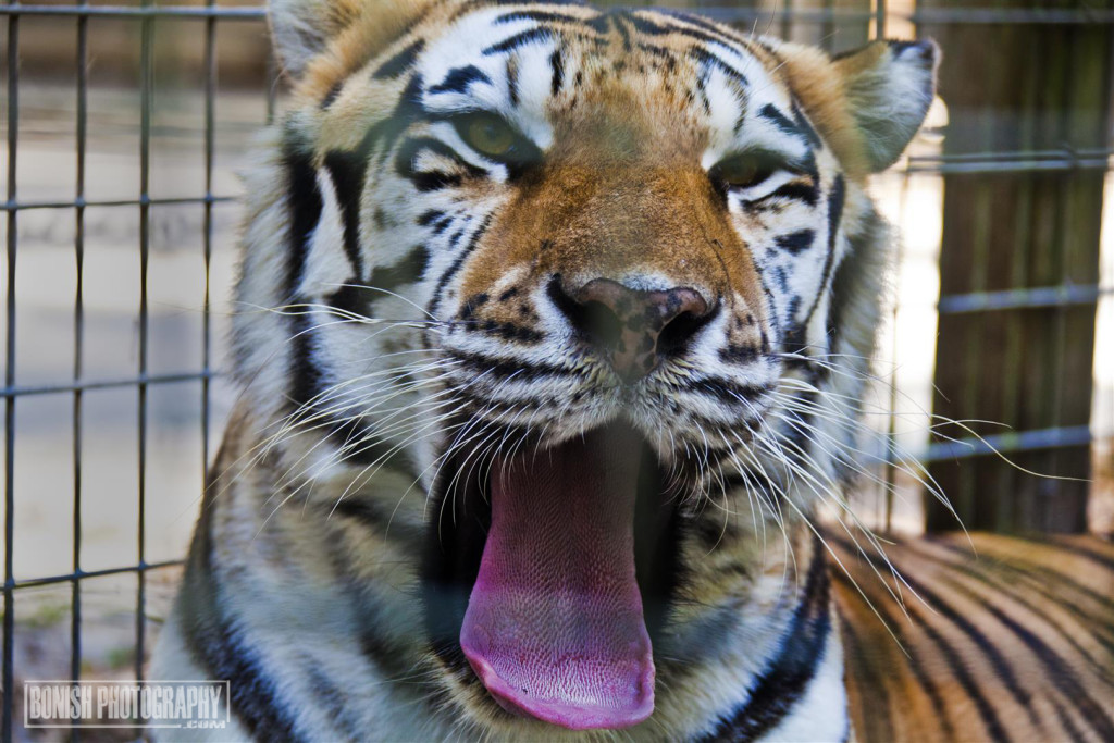 Tiger, E.A.R.S., Animal Sanctuary, Animal Rescue, Bonish Photo