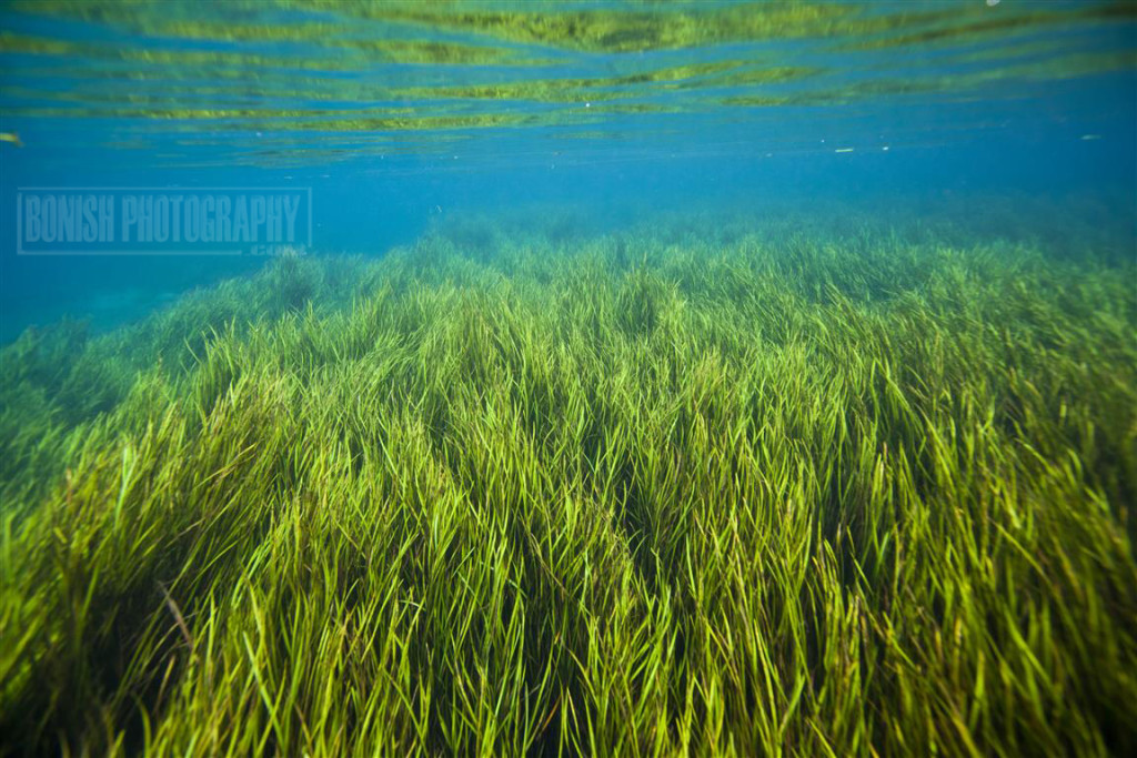 Rainbow River, Bonish Photo, Every Miles A Memory, Underwater Photography