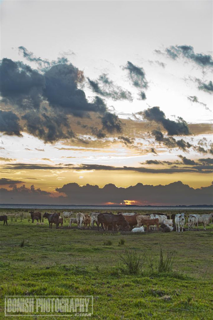 Lightsey Cattle Company, Bonish Photo, Florida Cattle Ranchers