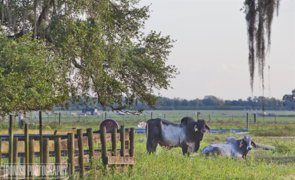 Bull, Florida Cattle Ranchers, Bonish Photo
