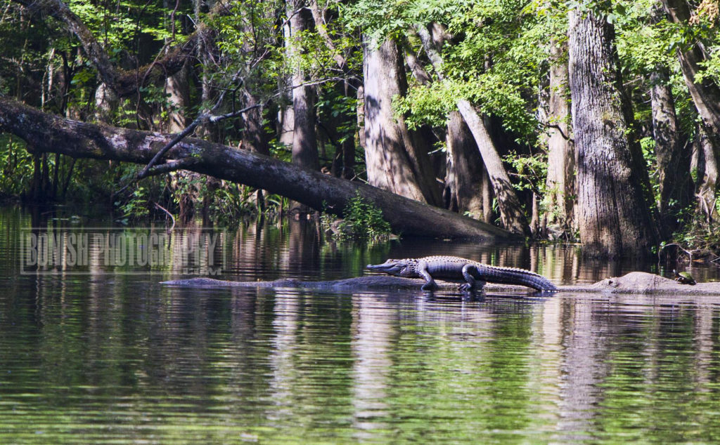 Alligator, Suwannee River, Bonish Photo