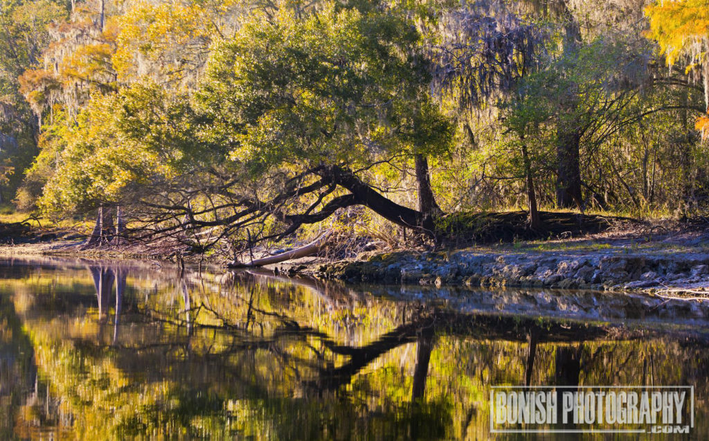 Suwannee River, Bonish Photo, 