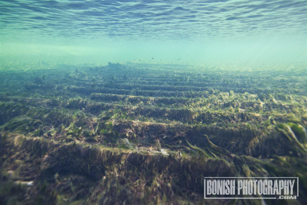 Steamboat Madison, Troy Spring, Bonish Photo, Underwater Photography